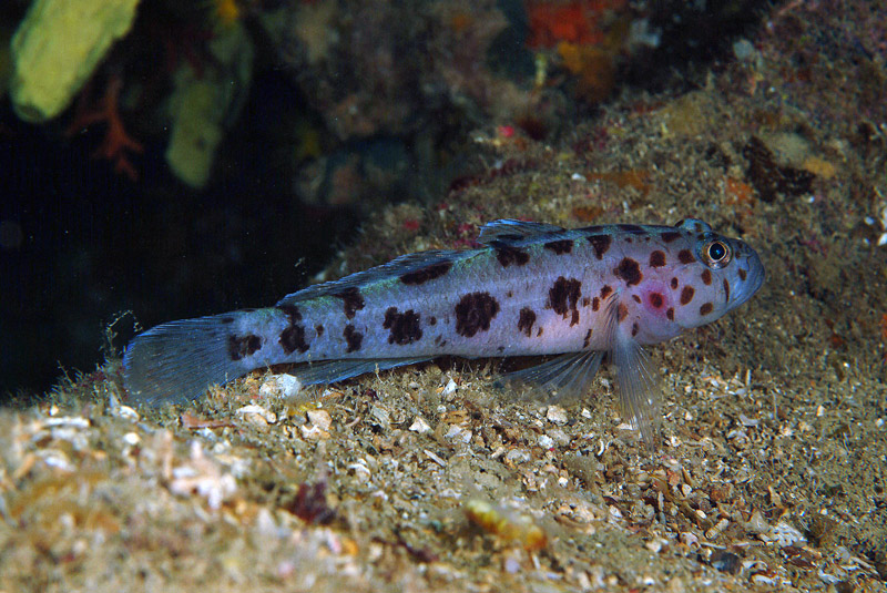 Thorogobius ephippiatus